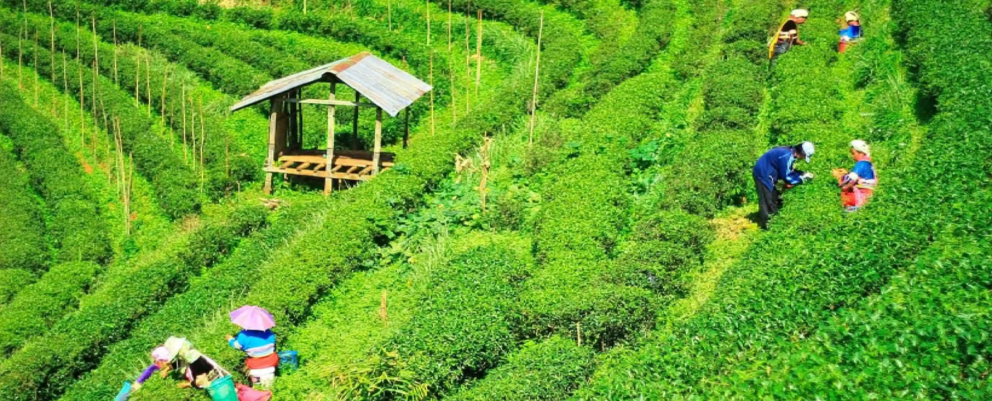 Darjeeling Delight